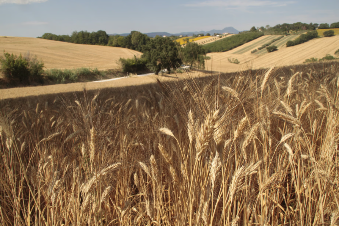Agricamping The Hill