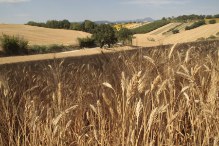 Agricamping The Hill