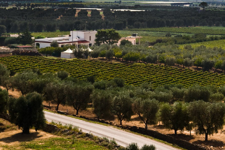 Società Agricola Melillo S.A.S.